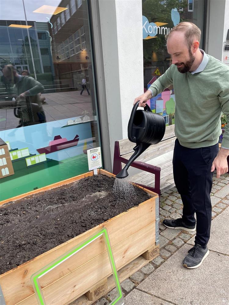 Bilde av ordfører som vanner poteter - Klikk for stort bilde