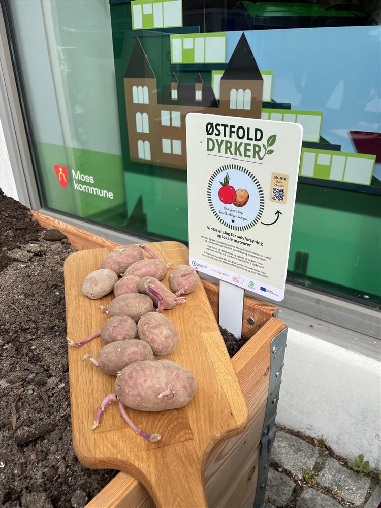 Bilde av poteter på brett - Klikk for stort bilde